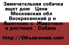 Замечательная собачка ищет дом › Цена ­ 100 - Московская обл., Воскресенский р-н, Ашитково с. Животные и растения » Собаки   